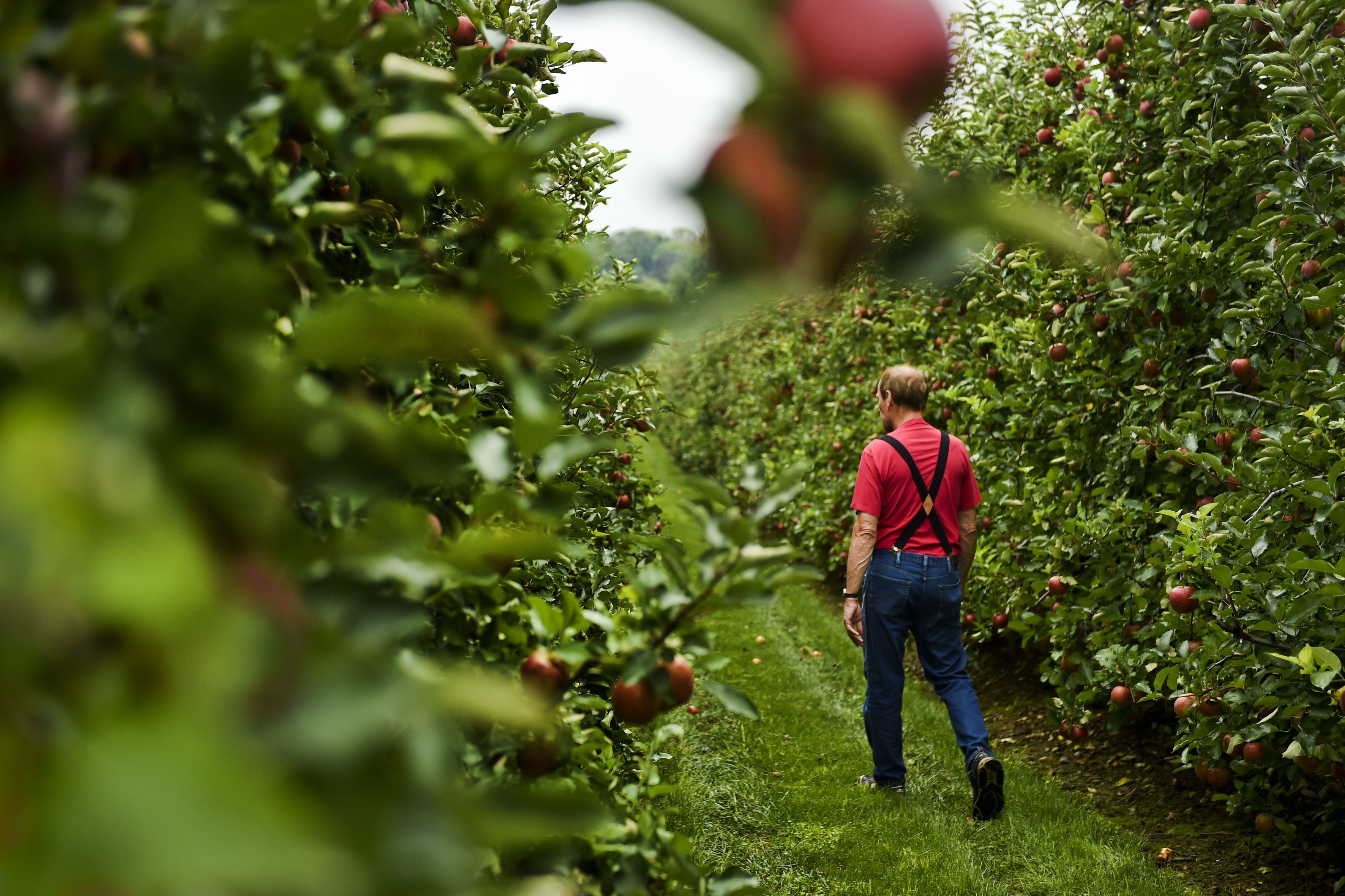 Maçãs Honeycrisp recém-colhidas são retratadas na Shanesville Fruit Farm em Boyertown