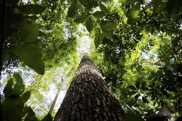 Amazônia